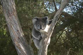 Koala Australia Cape otway