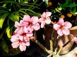 Bloom White pink in the garden in the sun