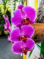 perfect Orchid Flower pink