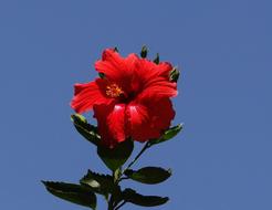 Hibiscus, red Flower at blue sky