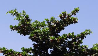 Tropical Almond Leaves Terminalia