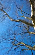trunk, bare branches of wood against the blue sky