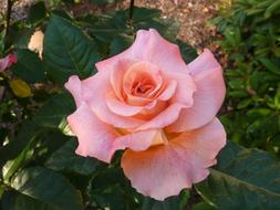 perfect Rose cute Bloom