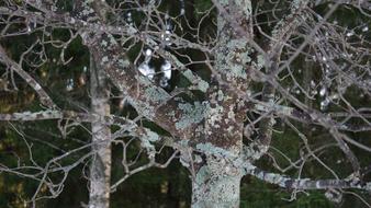 Lichen Eichenes frost tree