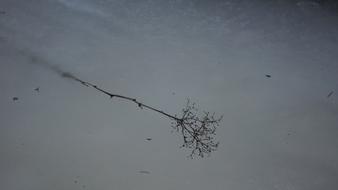 Frozen Branch Spring Ice Stuck In