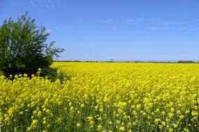 Oilseed Yellow Rape Blossom field