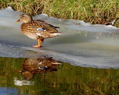 Duck Water Ice