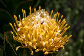 wonderful sugar bush Bloom