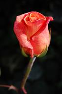 absolutely beautiful Roses Flora