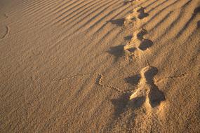 Rabbit Tracks Sand