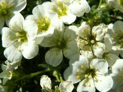 Flowers Apple Flower