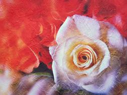 Rose red pink drawing