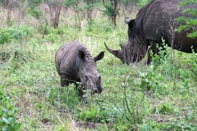wild Rhino Safari South africa