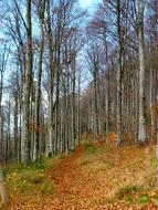 colorful autumn birch forest