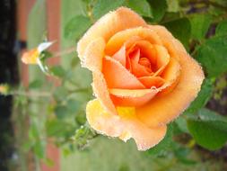 Rose, wet Orange Flower