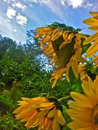 Sunflower Yellow Himmel