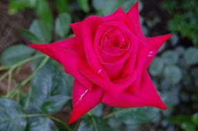 wonderful Flower Magenta