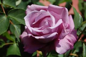 perfect pink Rose Flower at Spring