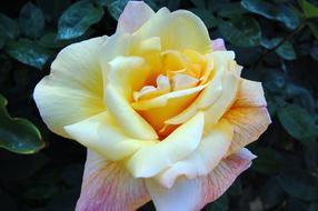 perfect Rose Yellow white Flower