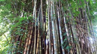 Bamboo Grove