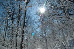 Snow Sun Cold tree