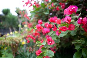 extraordinarily beautiful Bougainvillea Flower