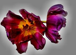 Tulips Flowers Isolated