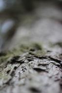Tree Bark Pine