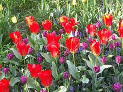 incredibly beautiful red Tulips Flowers at Spring