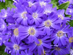 Closeup view of Purple Spring Flowers