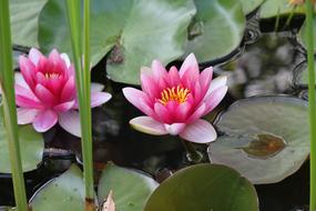 perfect Water Lily Pink