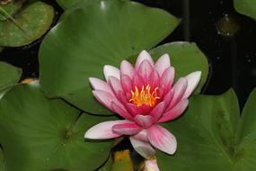 incredibly beautiful Water Lily Pink