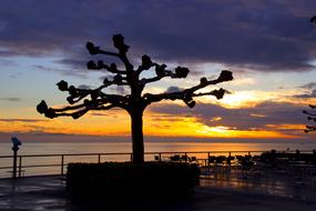 Sycamore Tree Evening