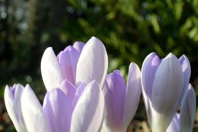 Crocus Meadow Spring