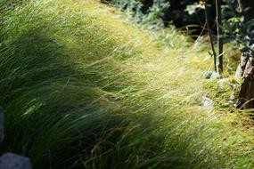 soft green tall grass