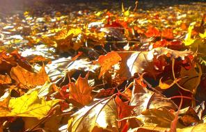 Red Autumn Leaves in forest