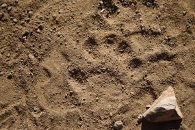 Wild Tracks Leopard