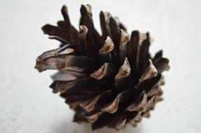 Pine Cones Close