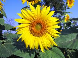 perfect Sunflower