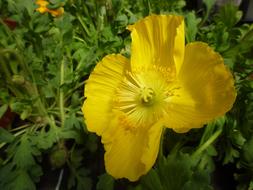 absolutely beautiful Poppy Yellow Blossom