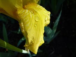 Flower Yellow Iris and water drops