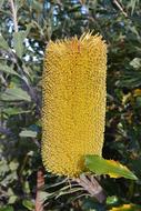 Banksia Australia Native Flora