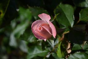 absolutely beautiful Rose Pink Mary
