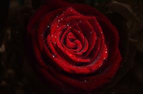 Rose Flowers