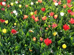 Tulips Meadow Flowers garden
