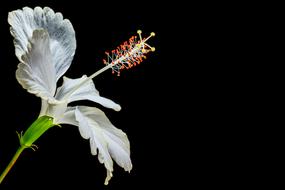 white hibiscus on black