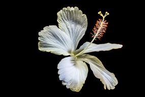 stunningly beautiful Hibiscus