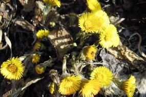 yellow Farfara Flower