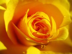 unusually beautiful Rose Yellow Flower