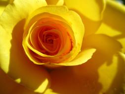 absolutely beautiful Rose Yellow macro